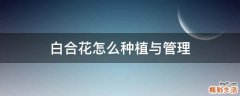 白合花怎么种植与管理