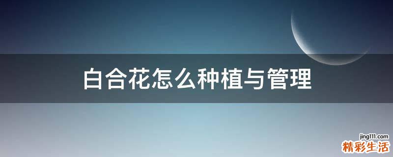 白合花怎么种植与管理