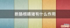断肠根喂猪有什么作用