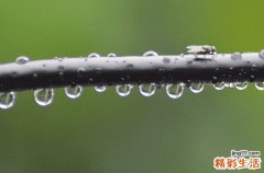 谷雨前三后四是什么 谷雨前三天下雨好嗎