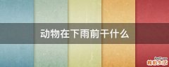 动物在下雨前干什么