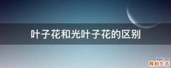 葉子花和光葉子花的區(qū)別