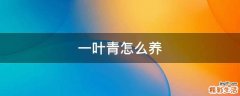 一叶青怎么养