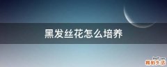 黑发丝花怎么培养