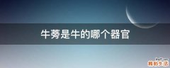 牛蒡是牛的哪个器官