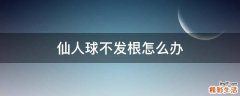 仙人球不发根怎么办