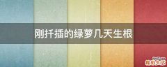 刚扦插的绿萝几天生根