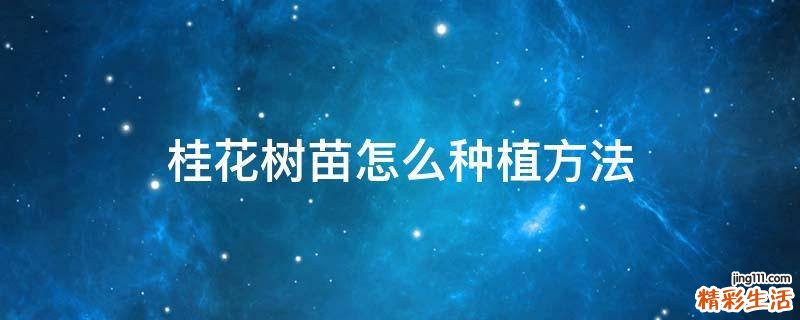 桂花树苗怎么种植方法
