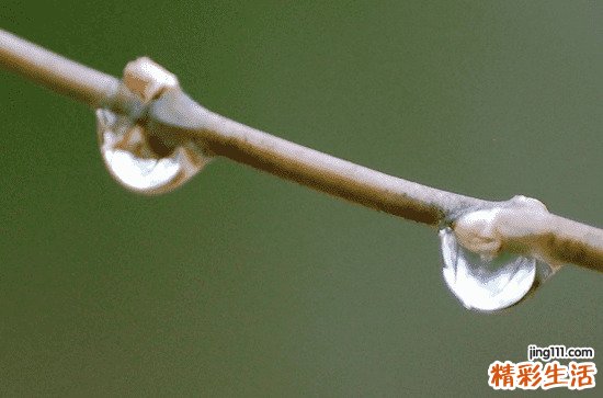 谷雨的问候祝福语金句 谷雨节气祝福文案