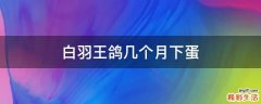 白羽王鸽几个月下蛋