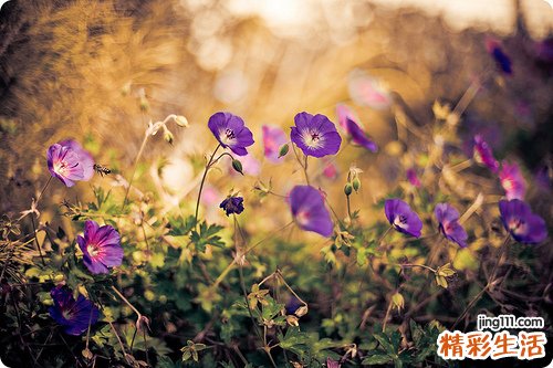 吊灯笼