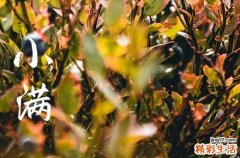 2023年小满是哪一天 2023年小满是几点几分几秒