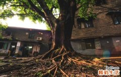 儿童过敏性紫癜的症状以及预防