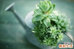 孩子为何一感冒就咳嗽