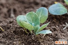 2023年谷雨是哪一天几点几分 2023年谷雨具体时间