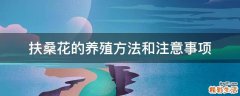 扶桑花的养殖方法和注意事项