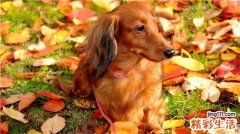 肠梗阻五大症状