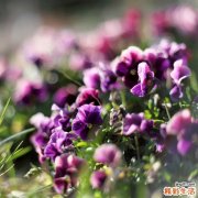 固元膏适合人群