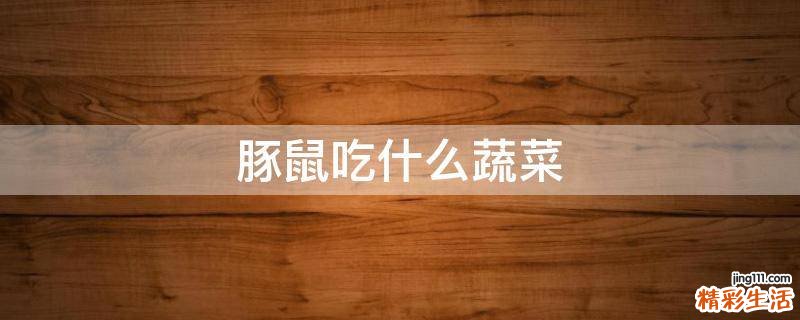 豚鼠吃什么蔬菜