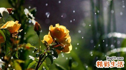 什么花茶去肝火