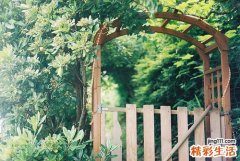 什么花茶护肝养肝