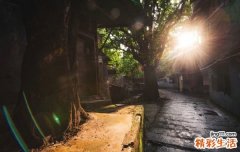 白参与人参的区别