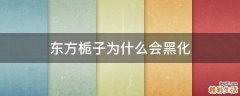 东方栀子为什么会黑化