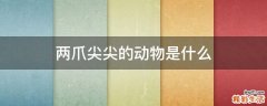 两爪尖尖的动物是什么