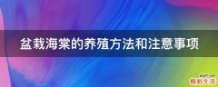 盆栽海棠的养殖方法和注意事项