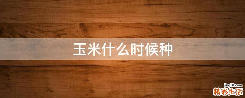 玉米什么时候种