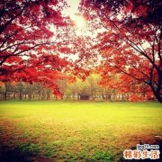 伤风感冒能不能喝茶