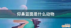 仰鼻蓝面是什么动物