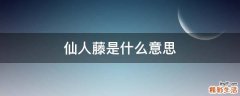 仙人藤是什么意思