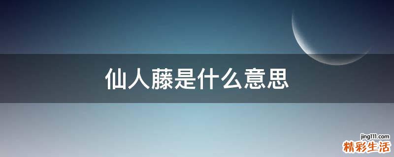 仙人藤是什么意思