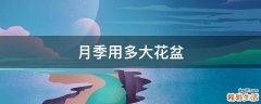月季用多大花盆