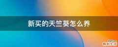 新买的天竺葵怎么养