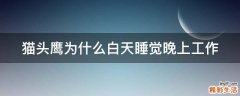 猫头鹰为什么白天睡觉晚上工作