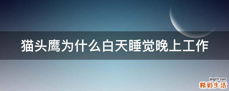猫头鹰为什么白天睡觉晚上工作