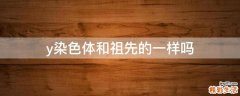 y染色体和祖先的一样吗