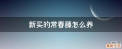 新买的常春藤怎么养