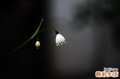 3 吃榆钱 有余钱有健康