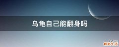 乌龟自己能翻身吗