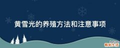 黄雪光的养殖方法和注意事项