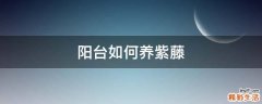阳台如何养紫藤
