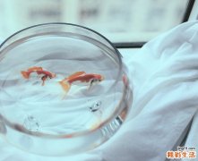 阴虚吃什么食补