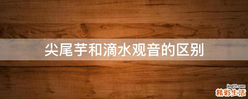 尖尾芋和滴水观音的区别