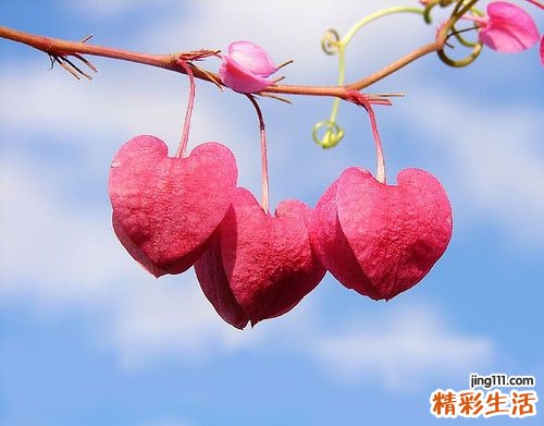 2 大肺筋草