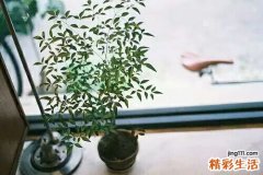 肾小球损伤原因