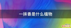 一抹香是什么植物