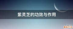 紫灵芝的功效与作用